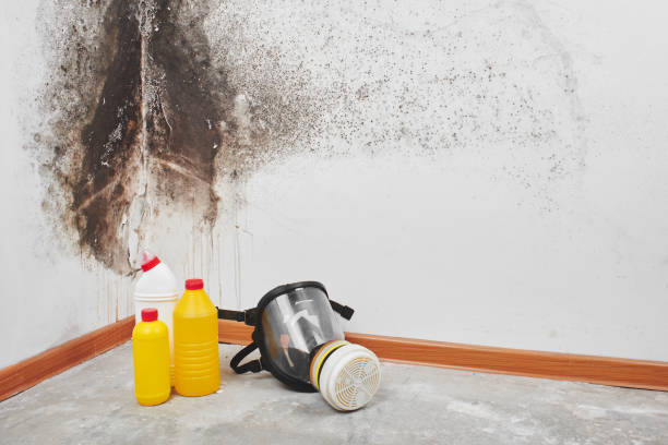 Best Basement Mold Remediation in South Houston, TX