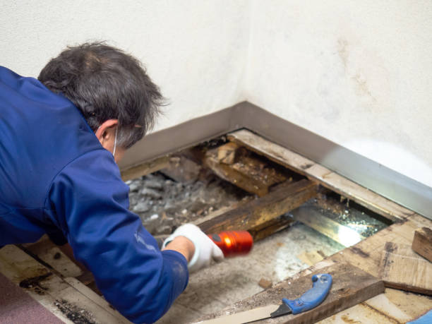 Best Attic Mold Remediation in South Houston, TX