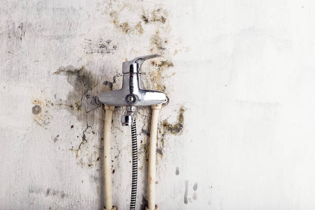 Best White Mold Remediation in South Houston, TX