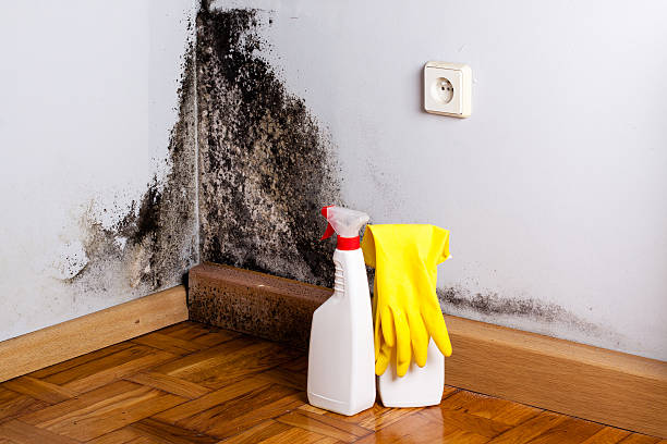 Best DIY Mold Remediation Support Services in South Houston, TX