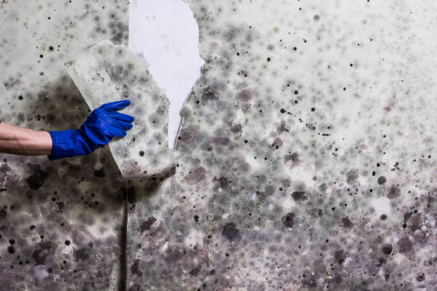 Best HVAC Mold Remediation in South Houston, TX