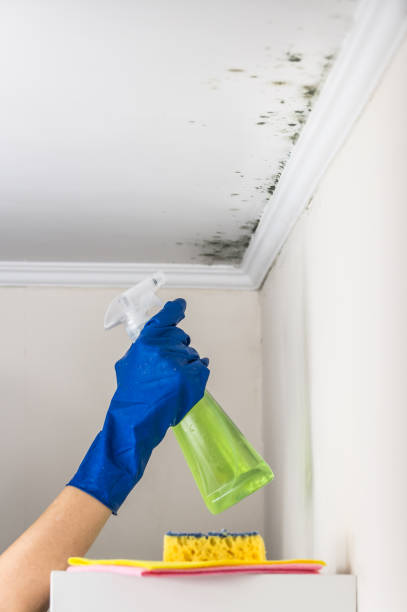 Best Attic Mold Remediation in South Houston, TX